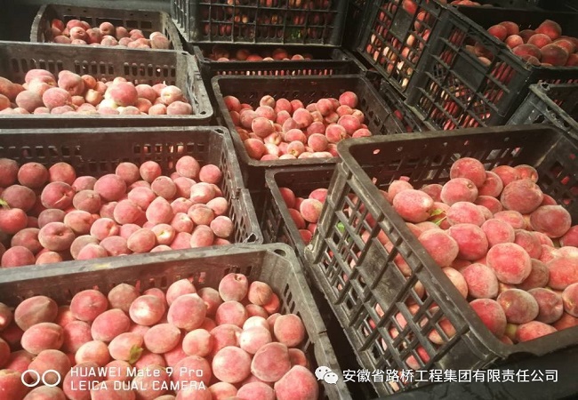 路桥集团开展贫困村鲜桃采购专项消耗扶贫活动