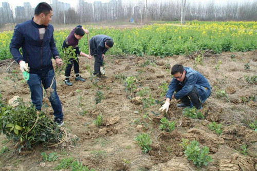 义务植树添新绿   团员青年勇争先