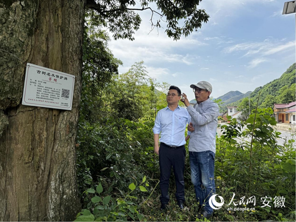 微信图片_2026-05-19_151212_257.png 【媒体聚焦】人民网《古树新路》报道365英国上市建投S345榔苏路项目以生态优先理念筑就墟落振兴幸福路